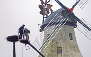 Herrichtung des Storchennests an der Mühle.
