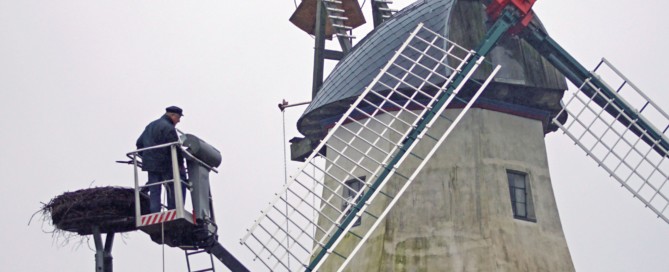 Herrichtung des Storchennests an der Mühle.