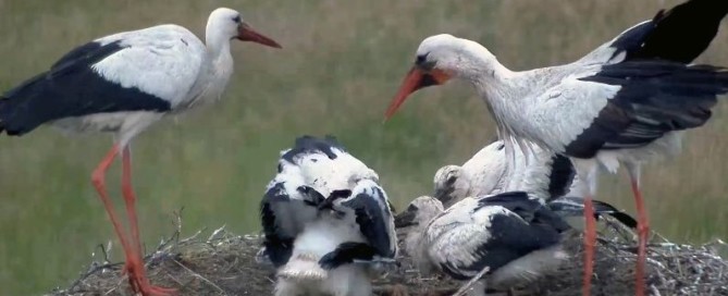 Das Bild zeigt eine sechsköpfige Storchenfamilie im Storchennest an der Mühle in Barßel.