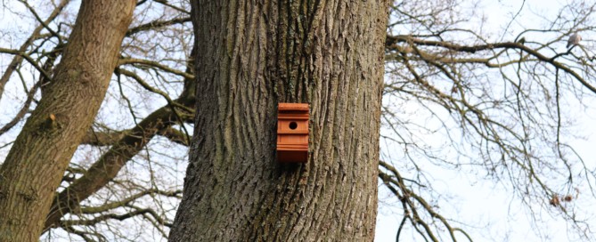 Ein Nistkasten an einem Baum in der Schleusenstraße in Elisabethfehn. Aufnahme: Gemeinde Barßel