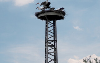 Aufnahme des Storchennests (Juli 2026)