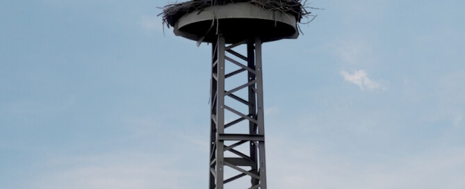 Aufnahme des Storchennests (Juli 2026)
