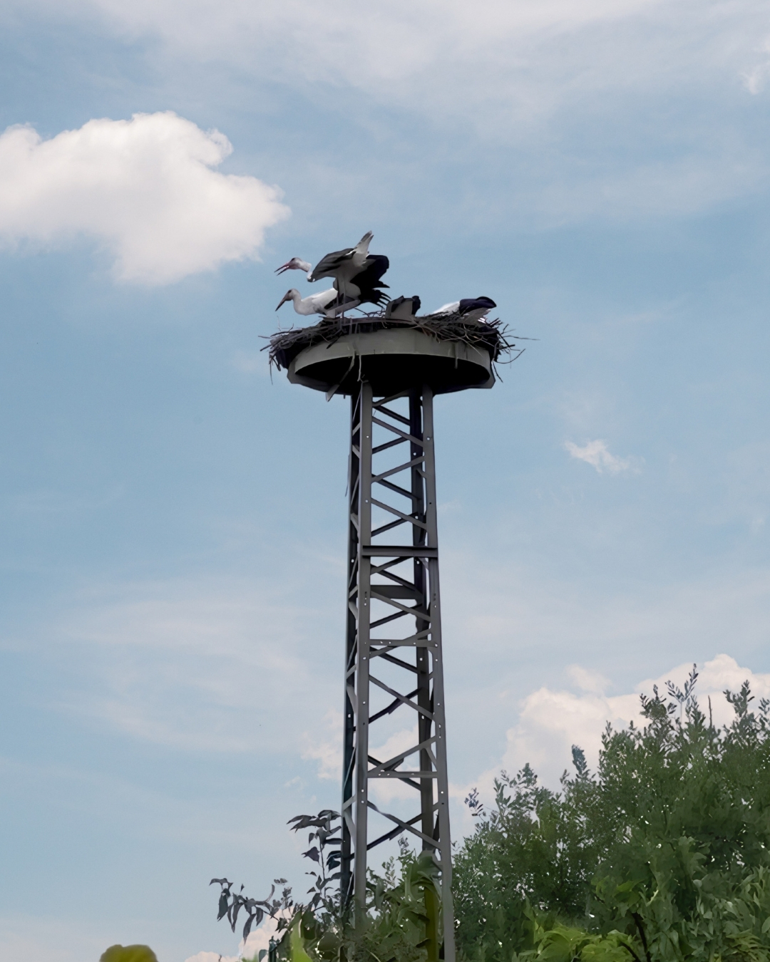 Aufnahme des Storchennests (Juli 2026)